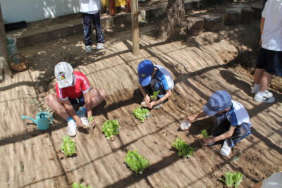agricultura primaria