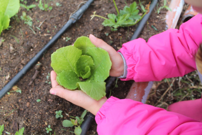 el huerto de Rosita de medio ambiente de infantil el huerto de Rosita de medio ambiente de infantil